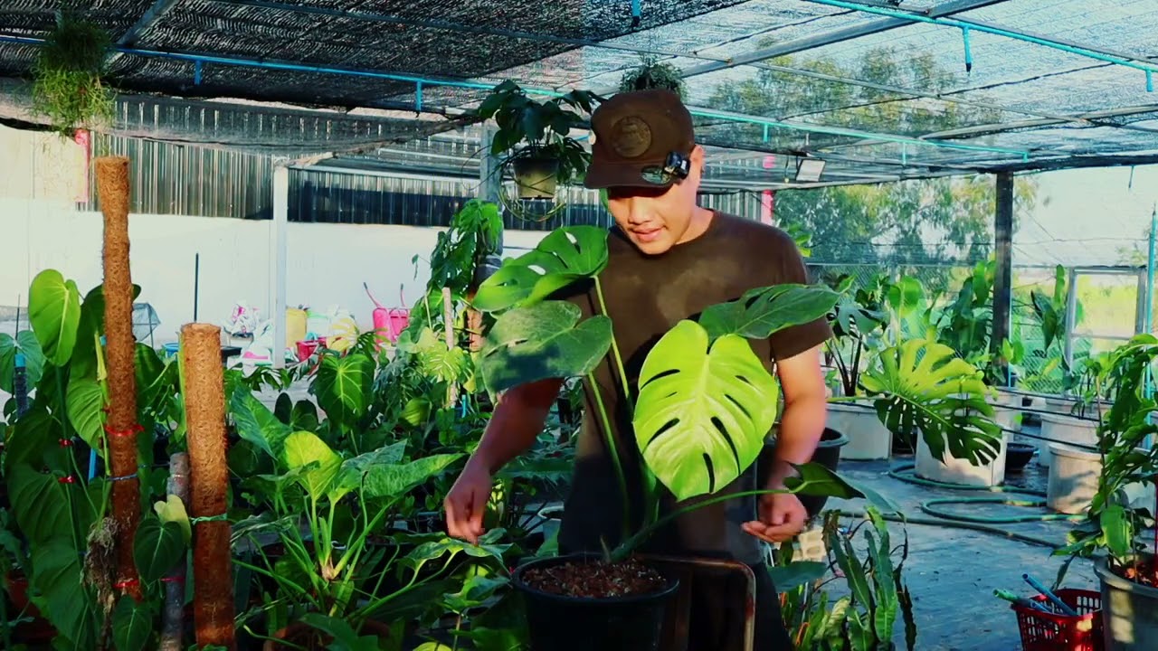 แนะนำ ปลูกมอนสเตร่า monstera งบ..หมื่นทำยังไงได้ หลักแสน สวนข้างบ้านฉัน ep 129