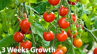 These cherry tomatoes are called supersweet 100 and made by farm fresh
organics. here i have it in a deck planter you can see the growth of
plant...