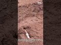 How to Plant Cassava Stems in 3 Steps! 🌱