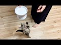 大好きなミルクにテンションが上がりすぎて立ち上がってしまった子猫!