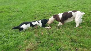 Two Springers Playing by Working Springer Guernsey 630 views 4 months ago 3 minutes, 40 seconds