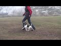 Parson Russell Terrier Obedience Unterordnung の動画、YouTube動画。