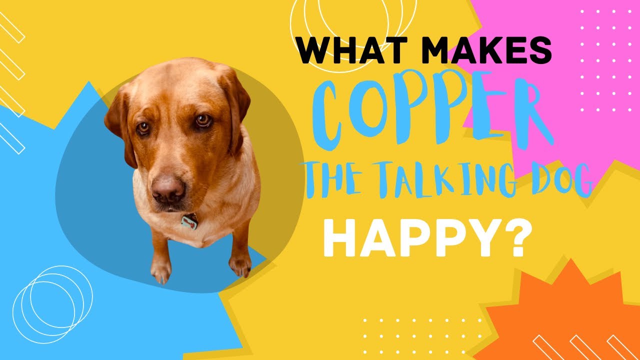 What makes Copper the TALKING DOG happy? talkingdog smartdog YouTube