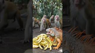 The monkey failed to bring the banana because there was an iguana #animals #iguana #monkey #world