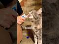 Cat Treat #shorts