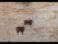 Козлы скалолазы / goats climbers