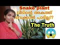 Snake plant വീടിനകത്ത് വെക്കാൻ പാടുണ്ടോ?  #Indoorplants #snakeplant