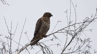 Red-shouldered Hawk calling and taking flight, Quincy, CA, 18Feb24