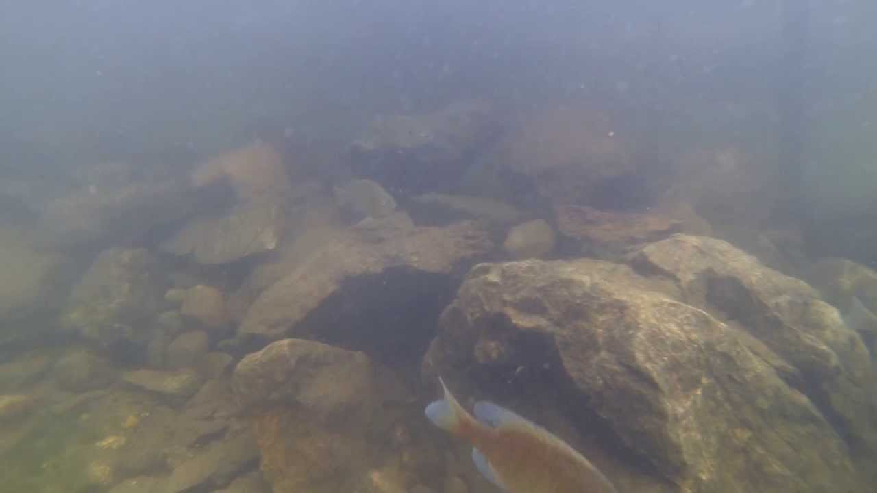 Highland Lake Underwater YouTube