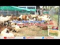 Ideal Farmer Ali Khan Success Story of Intensive Goat Farming | Rythu Ratham | AP24x7