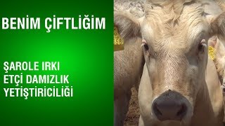 Benim Çiftliğim - Şarole Irkı Etçi Damızlık  Yetiştiriciliği / Rol Model İşletmeler