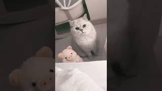 Silly Cat And Its Pig Toy