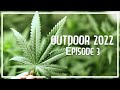 Outdoor 2022 s1e3 transplantation et nutrition seedproject420 cannabistrottv cannhash