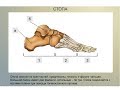 #Ходьба. Функции стопы.  Длина шага