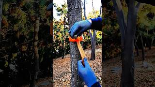 The Self-Hooking Strap Lock 🟠 Immovable tree anchor using only the strap's own hook.
