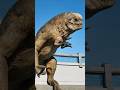【かっこよ】Dレックスが変なところから出てきた/[Super Cool] D-Rex Emerges from an Unexpected Place #dinosaur