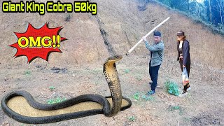 The couple discovered a 50kg giant king cobra in the house | Kingcobra Hunter