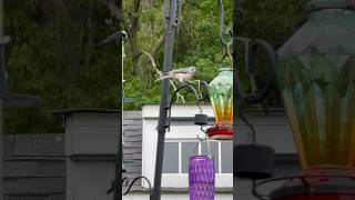 Cute #tuftedtitmouse #bird #birdfeeder #birdlover #fyp