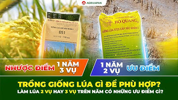 AgriJapan | Làm lúa 2 vụ hay 3 vụ trên năm có những ưu điểm gì? Trồng giống lúa gì để phù hợp?