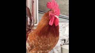 Chicken Rooster Crowing In The Morning