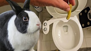 Rabbit training - punishing a rabbit by flushing a pickle down a toilet
