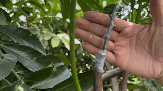 用「試用品￼嫁接帶」嫁接「無籽黑柿」001～感謝提供者。￼ 2025年10月25日