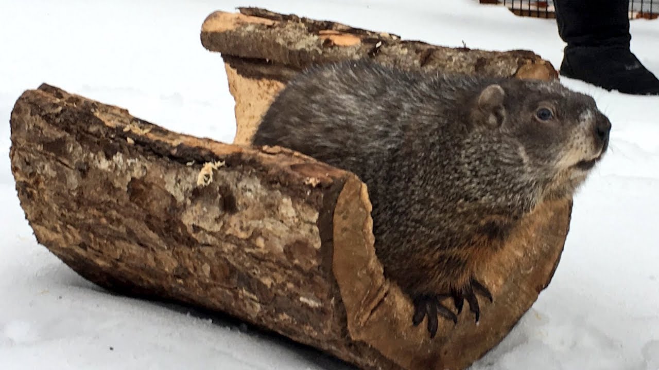 News Reporter Gets Bit While Chasing Groundhog Trying To Escape - YouTube