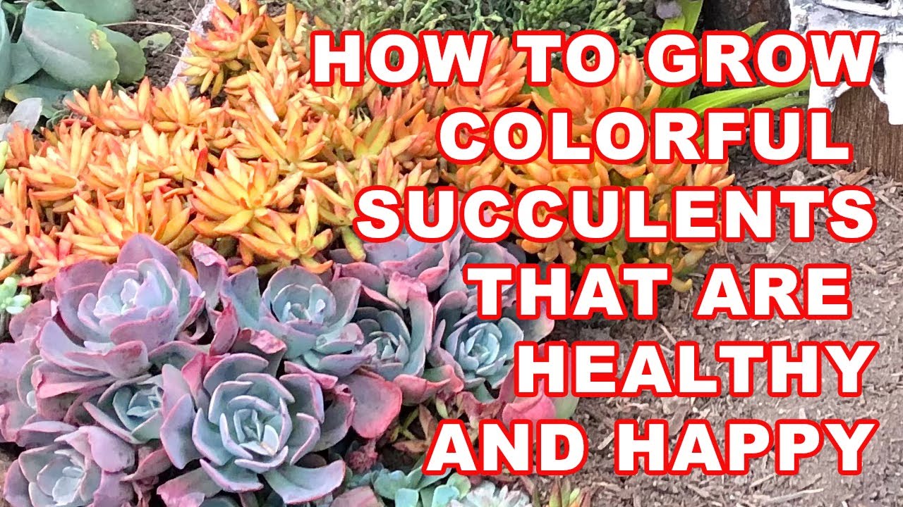 How to grow colorful succulents that are healthy and happy #succulents ...
