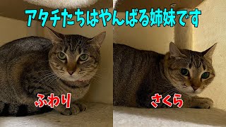 【沖縄やんばる猫】飼い主さんにそっと寄り添っていたい姉妹猫
