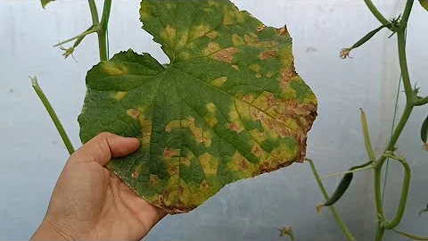 Վարունգի կեղծ ալրացող։ Հիվանդության պատճառները , ընթացքը և բուժում։ #վարունգ  #թունսքիմիկստներ։