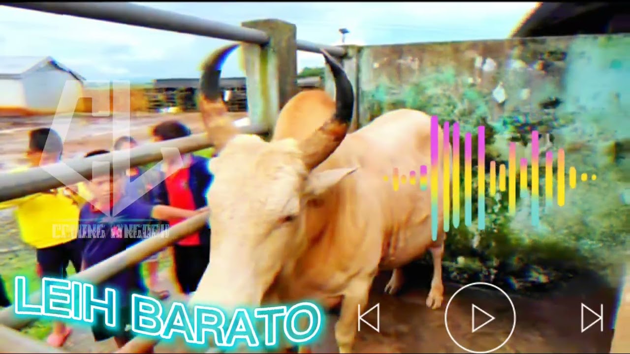 Sur jop u leih barato//Leih barato full song//