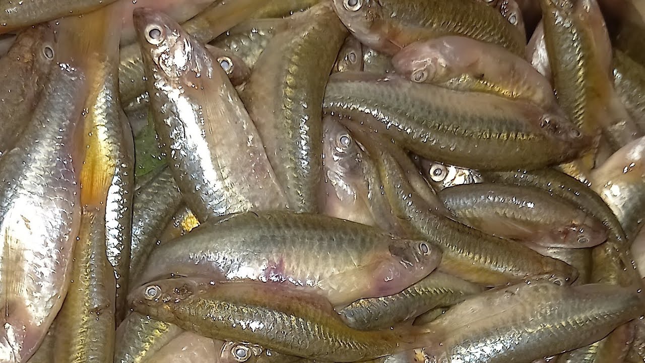 आज छोटी मछली देहाती तरीका से बनाया / small fish /fish/choti machli/छोटी ...
