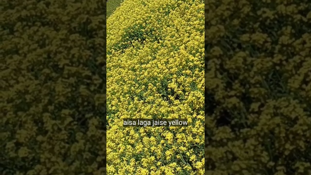 कितना सुन्दर शेरसो फुल l What a Beautiful Mustard flower 