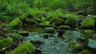 Pure Water Sounds🎧 | Green Forest Stream & Green Noise (Real 4K Nature)