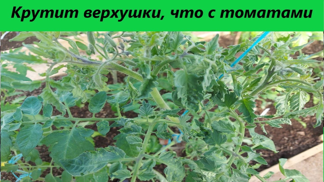 Что с томатами? Крутит верхушки, мелкие листья и пятнышки, есть решение ...