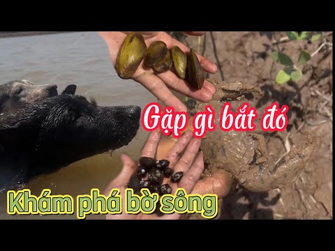Video [Clip Ngắn] Cùng đàn chó đi khám phá bờ sông.Gặp con... - youtube