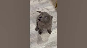 ~ BABY WOLF HOWLING ~