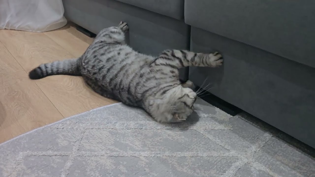 Как Мелиса и Мишель вместе проводят вечер🫣