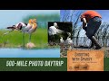 500-mile daytrip Birding Minnesota June 12: Egret Rookery, Avocets, Western Grebes: Bird Photography