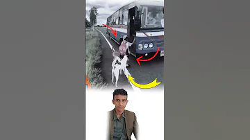 لن تجد رفقاء أوفياء مثل كلابك فهم السند الأمان لك في رفقتهم Explore Like Shorts 