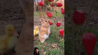 Bunnies Eating Strawberries 🤤