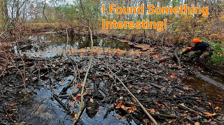 BEAVER DAM REMOVAL! | Oh How I Struggled After Tea...