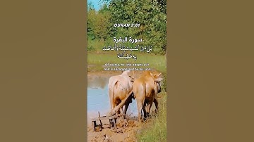 بلى من كسب سيئة||Surah al-baqarah 81-82||تلاوةالقرآن #viralshort #سورة_البقرة #محمد_الفقيه #quranic