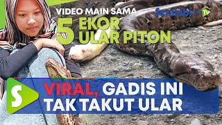 Viral, Gadis Ini Gak Ada Takut-takutnya Main Sama Lima Ekor Ular Piton