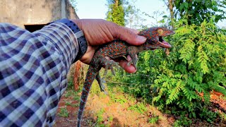 Bắt tắc kè trong nhà hoang về nuôi