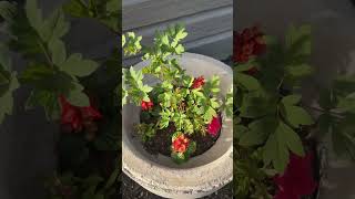 Emo Garden Vibes Update #AltGardening