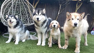 Golden Retriever Puppy Reacts To Howling Wolf Pack!! (Cutest Ever!!)