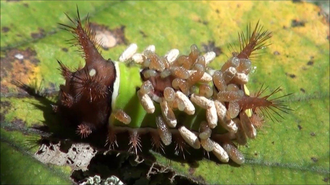 Saddleback caterpillar parasitized by wasp larvae - YouTube