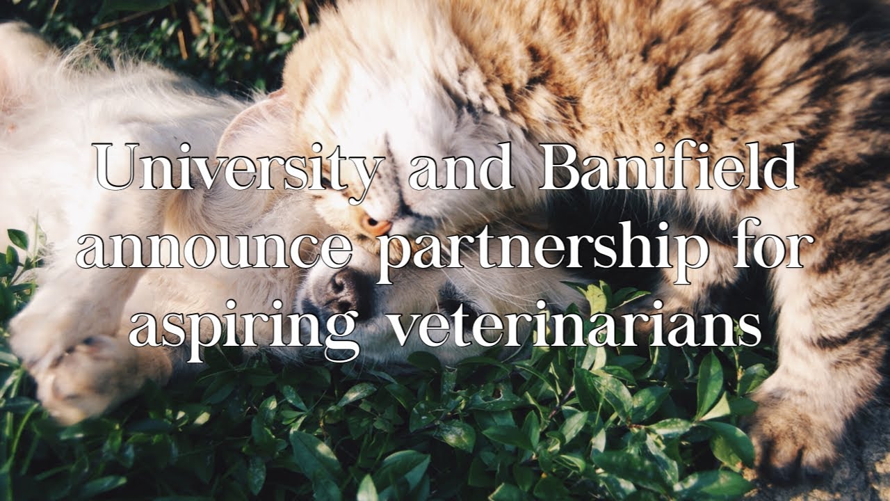 University and Banfield Pet Hospital announce partnership for aspiring veterinarians YouTube
