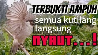 100% Ampuh Untuk masteran burung kutilang agar cepat bunyi dan gacor